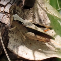 Cryptobothrus chrysophorus at Pialligo, ACT - 23 Oct 2021