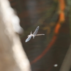 Hemicordulia tau (Tau Emerald) at Mongarlowe, NSW - 26 Oct 2021 by LisaH