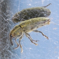 Lixus cardui (Thistle Stem-borer Weevil) at Campbell Park Woodland - 23 Oct 2021 by RodDeb