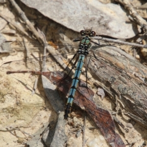 Diphlebia lestoides at Mongarlowe, NSW - suppressed