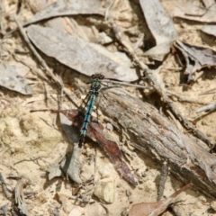 Diphlebia lestoides at Mongarlowe, NSW - 26 Oct 2021