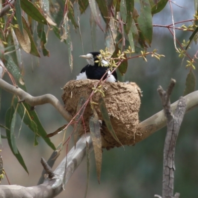 Grallina cyanoleuca (Magpie-lark) at Pialligo, ACT - 23 Oct 2021 by RodDeb