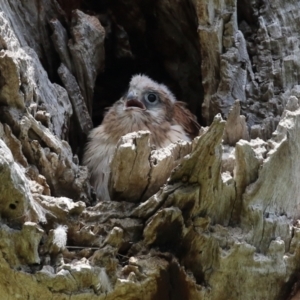 Falco cenchroides at Pialligo, ACT - 23 Oct 2021 12:39 PM