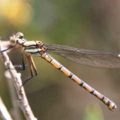 Diphlebia lestoides (Whitewater Rockmaster) at Mongarlowe, NSW - 26 Oct 2021 by LisaH