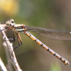 Diphlebia lestoides at Mongarlowe, NSW - 26 Oct 2021