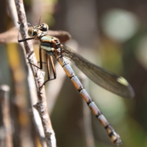 Diphlebia lestoides at Mongarlowe, NSW - 26 Oct 2021