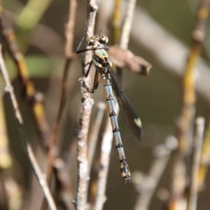 Diphlebia lestoides at Mongarlowe, NSW - 26 Oct 2021