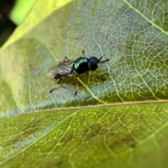 Australoactina sp. (genus) (Soldier fly) at Murrumbateman, NSW - 26 Oct 2021 by SimoneC