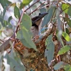 Philemon corniculatus (Noisy Friarbird) at Pialligo, ACT - 23 Oct 2021 by RodDeb