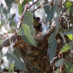 Philemon corniculatus at Pialligo, ACT - 23 Oct 2021