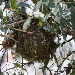 Philemon corniculatus at Pialligo, ACT - 23 Oct 2021 12:18 PM