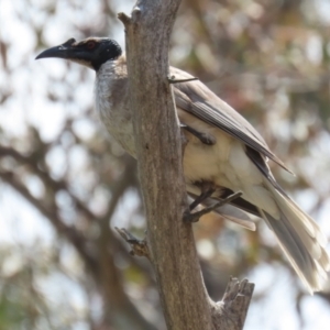 Philemon corniculatus at Pialligo, ACT - 23 Oct 2021 12:18 PM