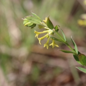 Pimelea curviflora at Mongarlowe, NSW - 26 Oct 2021