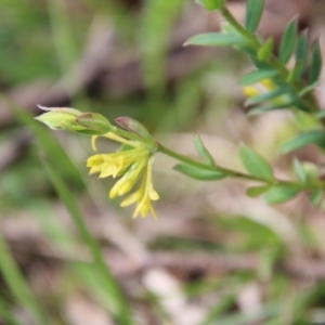 Pimelea curviflora at Mongarlowe, NSW - 26 Oct 2021