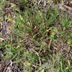 Pimelea curviflora at Mongarlowe, NSW - 26 Oct 2021