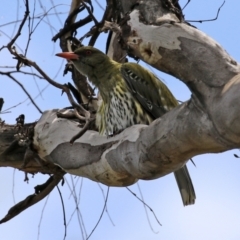 Oriolus sagittatus (Olive-backed Oriole) at Campbell Park Woodland - 23 Oct 2021 by RodDeb