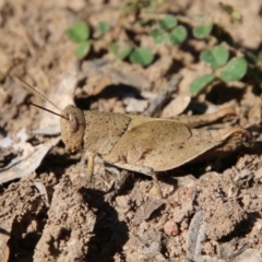 Rhitzala modesta (Short winged heath grasshopper) at Mongarlowe, NSW - 26 Oct 2021 by LisaH