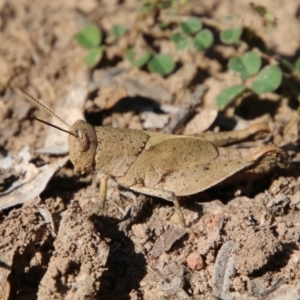 Rhitzala modesta at Mongarlowe, NSW - 26 Oct 2021