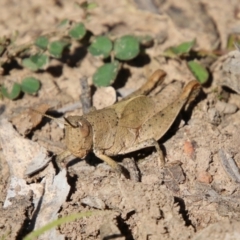 Rhitzala modesta at Mongarlowe, NSW - 26 Oct 2021