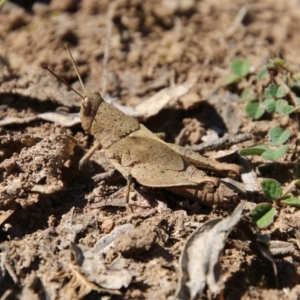 Rhitzala modesta at Mongarlowe, NSW - 26 Oct 2021