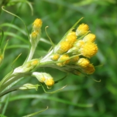 Chrysocephalum semipapposum (Clustered Everlasting) at Pialligo, ACT - 23 Oct 2021 by RodDeb