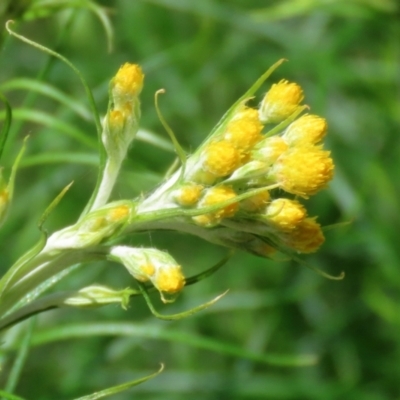 Chrysocephalum semipapposum (Clustered Everlasting) at Campbell Park Woodland - 23 Oct 2021 by RodDeb