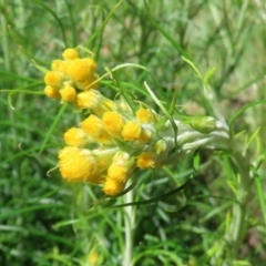 Chrysocephalum semipapposum at Pialligo, ACT - 23 Oct 2021