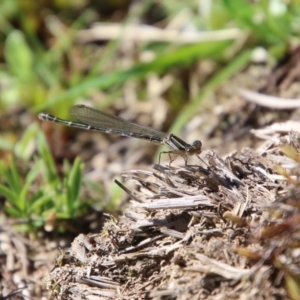 Xanthagrion erythroneurum at Mongarlowe, NSW - suppressed