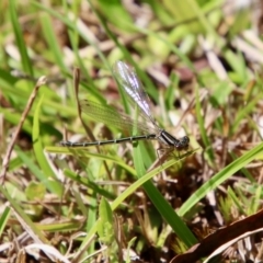 Xanthagrion erythroneurum at Mongarlowe, NSW - suppressed