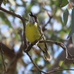 Gerygone olivacea (White-throated Gerygone) at Mount Ainslie - 23 Oct 2021 by RodDeb