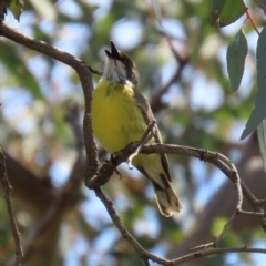 Gerygone olivacea (White-throated Gerygone) at Campbell Park Woodland - 23 Oct 2021 by RodDeb