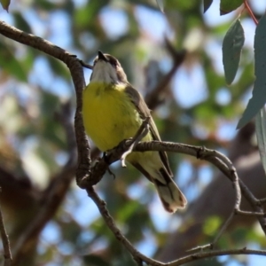 Gerygone olivacea at Pialligo, ACT - 23 Oct 2021