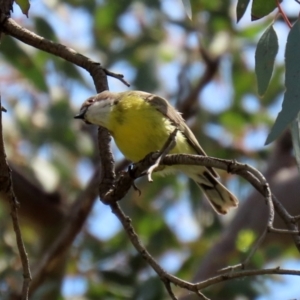 Gerygone olivacea at Pialligo, ACT - 23 Oct 2021