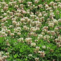 Trifolium repens (White Clover) at Greenway, ACT - 24 Oct 2021 by RodDeb