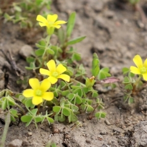 Oxalis sp. at Greenway, ACT - 24 Oct 2021