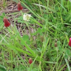 Trifolium incarnatum at Greenway, ACT - 24 Oct 2021