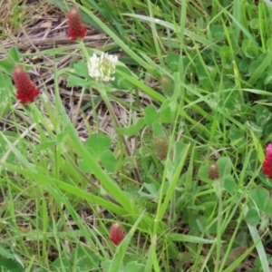 Trifolium incarnatum at Greenway, ACT - 24 Oct 2021