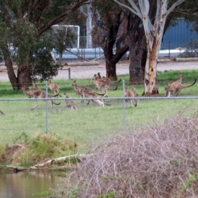 Macropus giganteus (Eastern Grey Kangaroo) at Greenway, ACT - 24 Oct 2021 by RodDeb