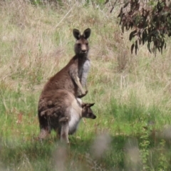 Macropus giganteus at Greenway, ACT - 24 Oct 2021