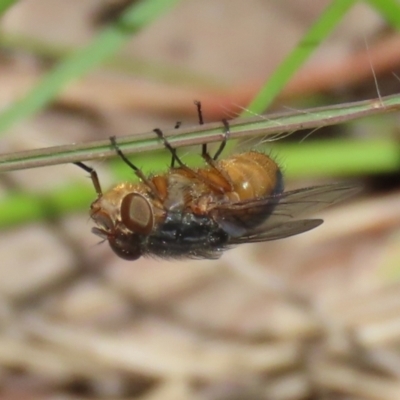 Calliphora augur (Lesser brown or Blue-bodied blowfly) at Greenway, ACT - 24 Oct 2021 by RodDeb