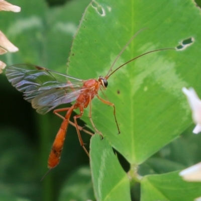 Leptophion sp. (genus) (An Ophioninae Wasp) at Greenway, ACT - 24 Oct 2021 by RodDeb