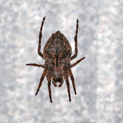 Socca pustulosa (Knobbled Orbweaver) at Macarthur, ACT - 24 Oct 2021 by RodDeb