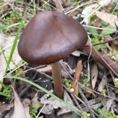 Oudemansiella gigaspora group (Rooting Shank) at Mullion, NSW - 8 Aug 2021 by drakes