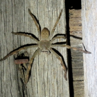 Isopeda (genus) (Huntsman Spider) at Macarthur, ACT - 24 Oct 2021 by RodDeb