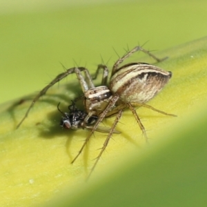 Oxyopes sp. (genus) at Macarthur, ACT - 24 Oct 2021 04:36 PM