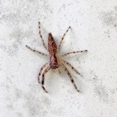 Helpis minitabunda (Threatening jumping spider) at Macarthur, ACT - 24 Oct 2021 by RodDeb