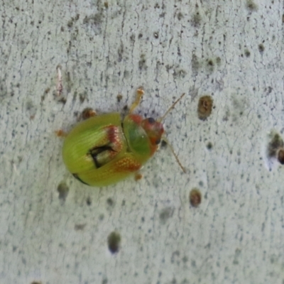Paropsisterna simsoni (A leaf beetle) at Macarthur, ACT - 24 Oct 2021 by RodDeb