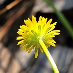 Calotis lappulacea at Cook, ACT - 26 Oct 2021