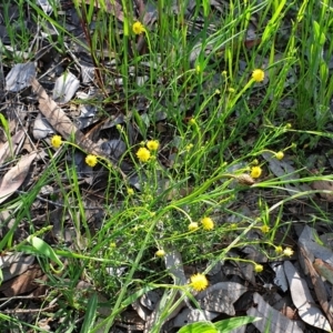 Calotis lappulacea at Cook, ACT - 26 Oct 2021 09:08 AM