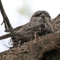 Podargus strigoides (Tawny Frogmouth) at Fyshwick, ACT - 25 Oct 2021 by RodDeb
